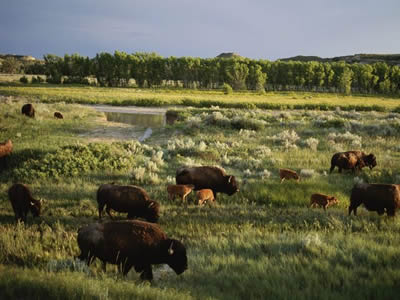 grazing bison
